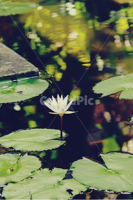 연꽃,꽃,flower,연잎,연못,pond,수련,lotus,식물,자연,plants,nature,꽃,flower,감성,sensible,feeling
