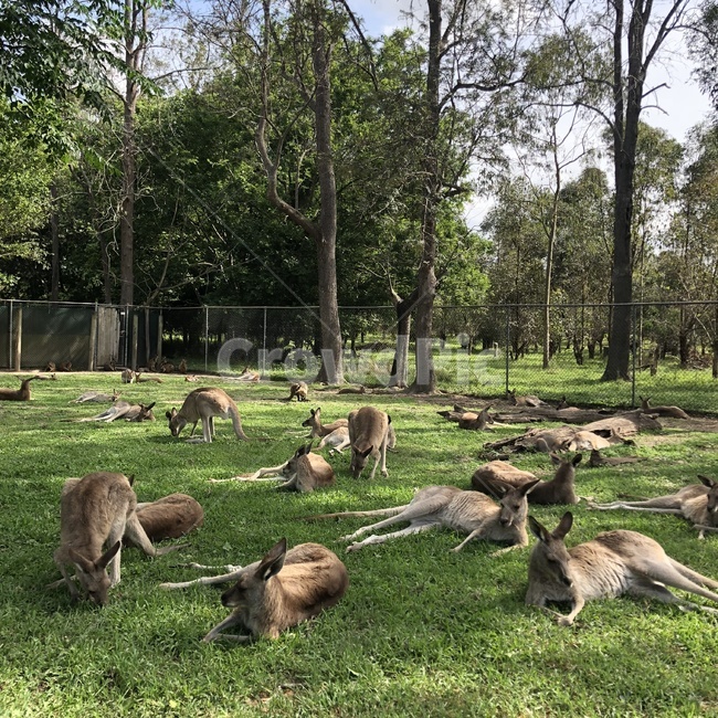 호주캥거루,호주워홀,캥거루,왈라비,kangaroo,australia,호주,자연,sydney,kangaroopark,동물,animal,포유류,mammal