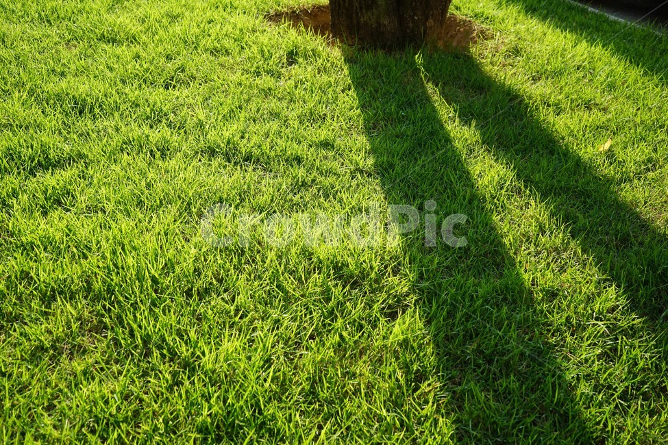 자연,풀,그림자,역광,natue,scenery,shade,backlight,green,자연,풍경,nature,landscape,grass,잔디,plant,식물