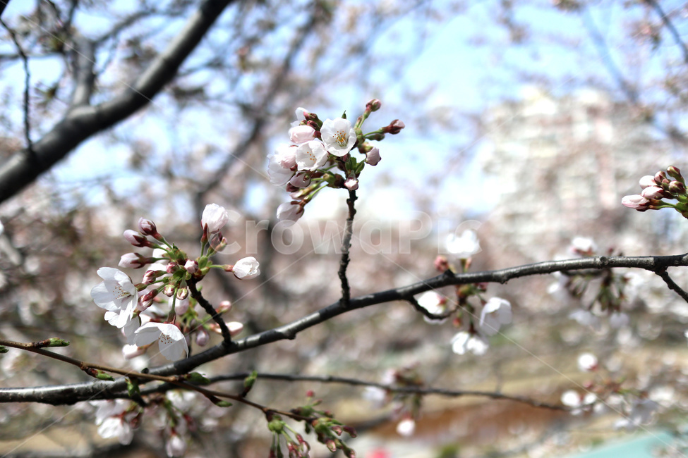 벚꽃,벚꽃나무,나무,식물,tree