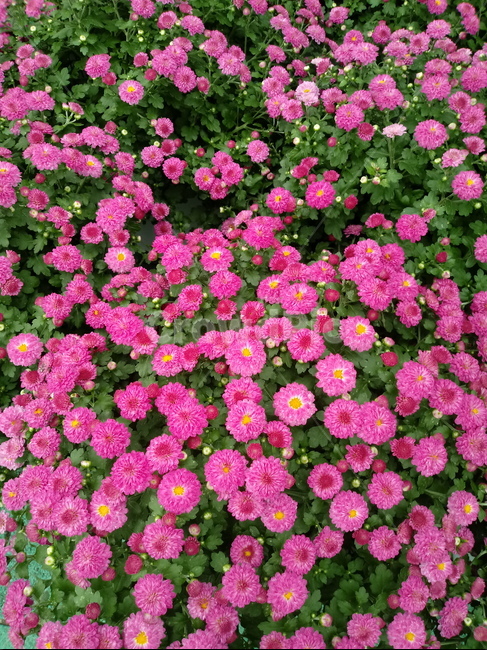 국화,plant,flower,꽃,식물,소국,식물,자연,plants,nature,꽃,flower