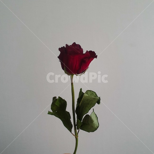 꽃,드라이플라워,장미,정렬,빨강,분위기,한송이