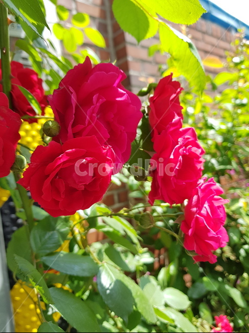 붉은,꽃,장미,향기,봄,자연,식물,자연,plants,nature,꽃,flower