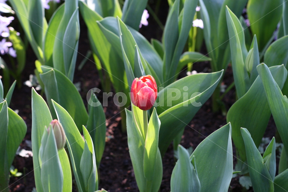 꽃,정원,튤립축제,식물,꽃밭,튤립,flower,garden,tulip,식물,자연,plants,nature,꽃,flower
