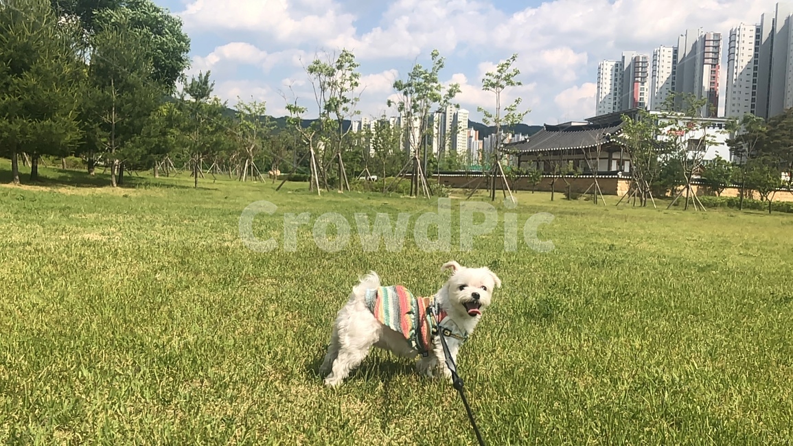 강아지,말티즈,옷입은강아지,산책하는강아지,산책,들판,흰강아지,웃는강아지,공원,dog,whitedog,park