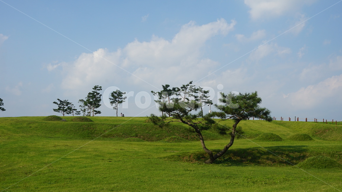 자연,나무,하늘,푸른초원,들,nature,자연,풍경,nature,landscape,outdoors,옥외,grassland,목초지,field