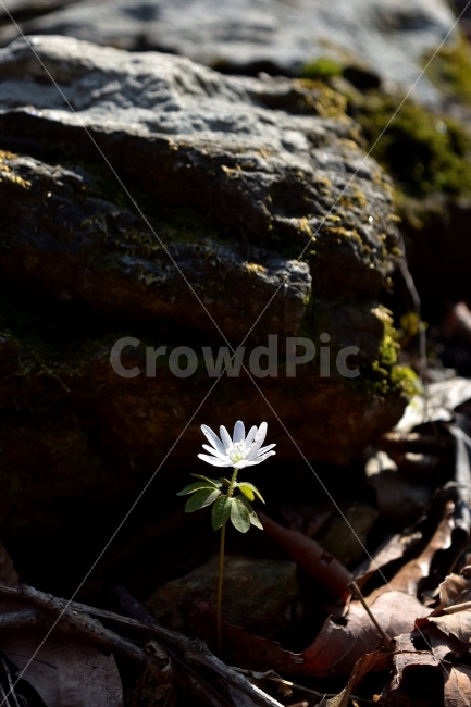 꿩의바람꽃,봄,야생화,꽃,화야산,경기도,봄꽃,감성,wildfolwer,산꽃,들꽃,봄야생화,햇살,햇빛,미나리아재비과,바람꽃속,덧없는사람,금지된사랑,사랑의괴로움,AnemoneraddeanaRegel,식물,식생,자연,식물,자연,plants,nature,꽃,flower