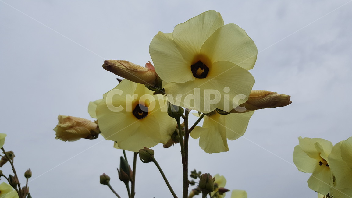 가을,꽃,노랑꽃,꽃축제,노랑,식물,자연,plants,nature,꽃,flower