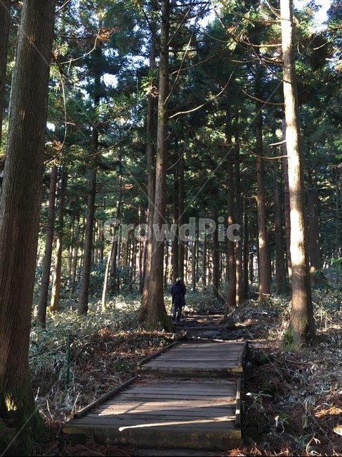 한라산,등산,삼나무,숲길,겨울,mountain,forest,hiking,winter,jeju,자연,풍경,nature,landscape,tree,나무,plant,식물,tree trunk,나무 줄기