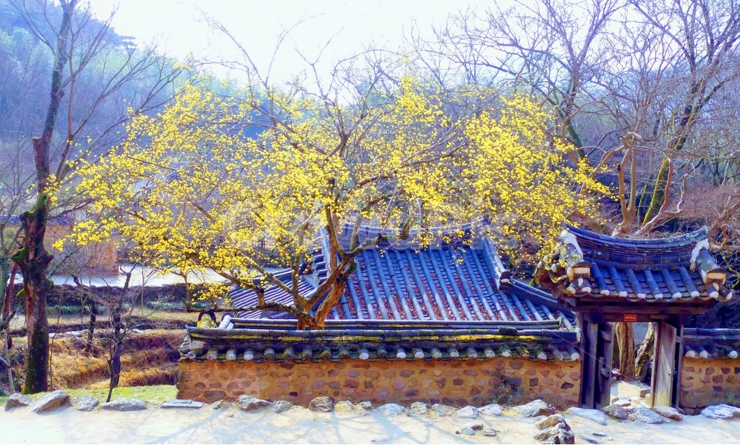봄,산수유,풍경,담양,소쇄원,봄,계절,spring,season,시골,마을,풍경,landscape,country,rural,town,한국전통,한국문화,korean traditional,korean culture
