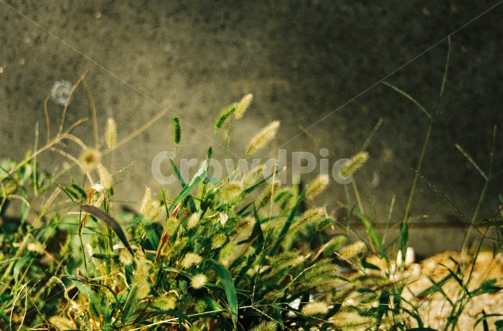 강아지풀,식물,골목길,햇살,plant,필름,필름사진,film