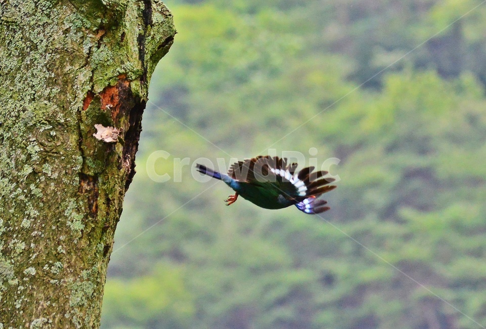 tree,나무,plant,식물,flying,나는,animal,동물,bird,새,파랑새,새집,육추,동물,animal,조류,새,birds