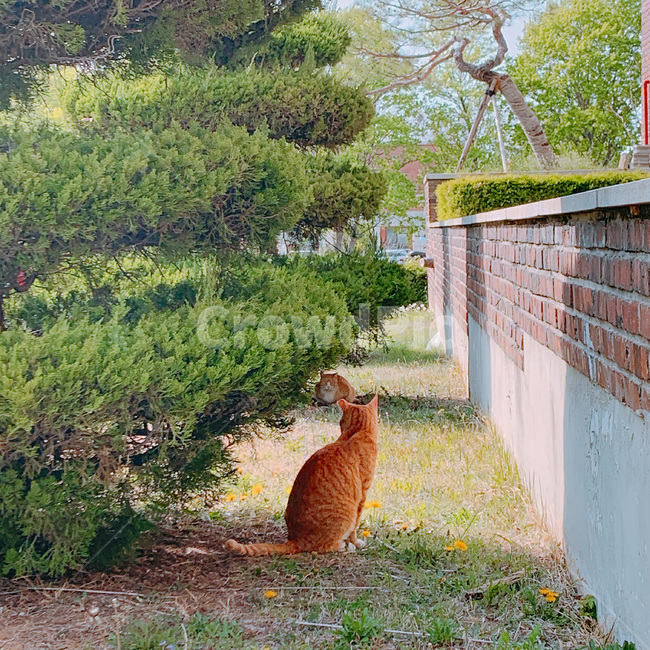 동물,고양이,길고양이,길냥이,자연,야생동물,포유류,감성,ㅅ색감,animal,cat,street,kitten,wildcat,mammal