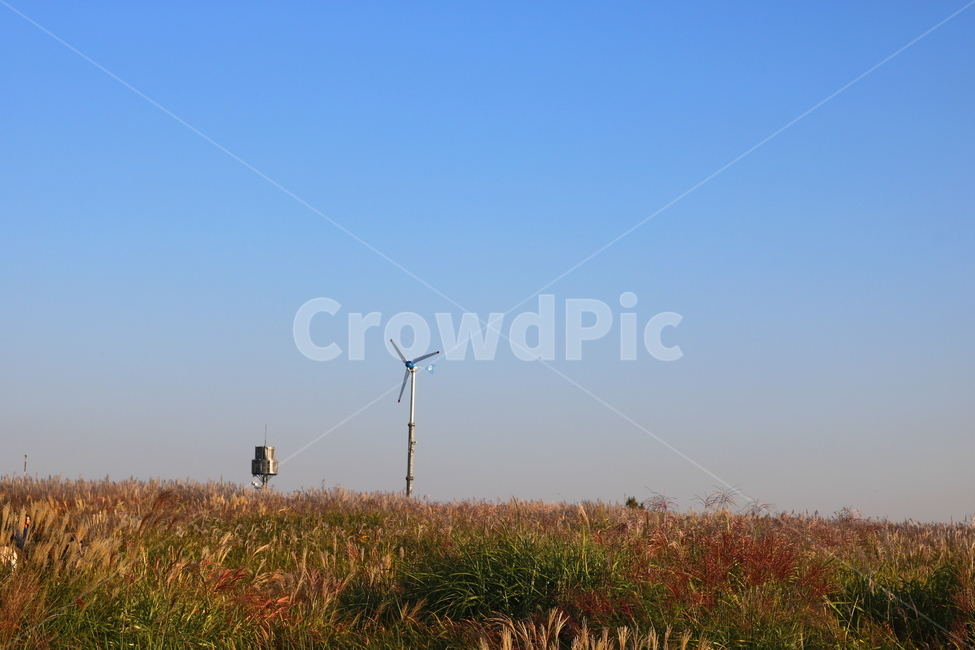 억새,억새풀,식물,자연,가을,벼과,억새축제,하늘공원,상암동,공원,자연,풍경,nature,landscape,machine,기계,engine,엔진,motor,모터