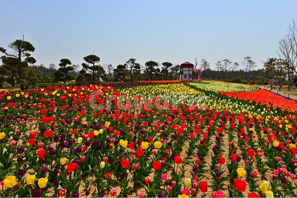 신안,임자도,튜울립축제,축제장,튜울립,노랑,빨강,나무,plant,식물,blossom,flower,꽃,봄,봄꽃,계절,human,인간,person,사람,field,들