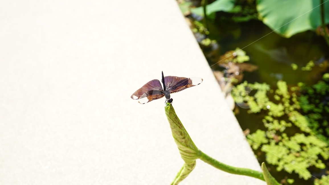 잠자리,여름,곤충,식물,이파리,풀,연못,자연,동물,summer,insect,nature,animal,벌레,계절,season,풍경,landscape,plants,경치,접사,마크로,macro,감성,힐링,healing,snap,스냅,동물,animal,곤충,벌레,insect,bug