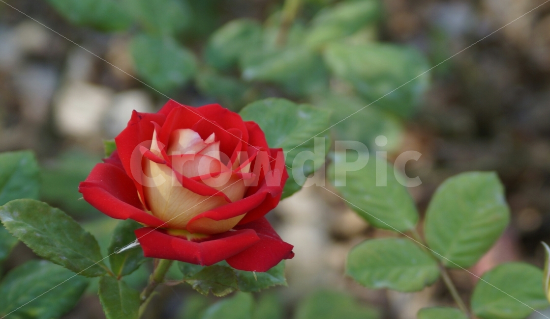 장미,장미공원,창원장미공원,장미사진,꽃사진,식물,자연,plants,nature,꽃,flower