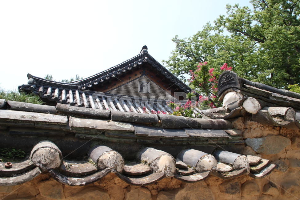 하회마을,한옥,전통가옥,양반가옥,기와,돌담,배롱나무,백일홍,전통,안동,한국,한국전통,한국문화,korean traditional,korean culture,건축물,건물외관,exterior,building,structure,architecture,construction