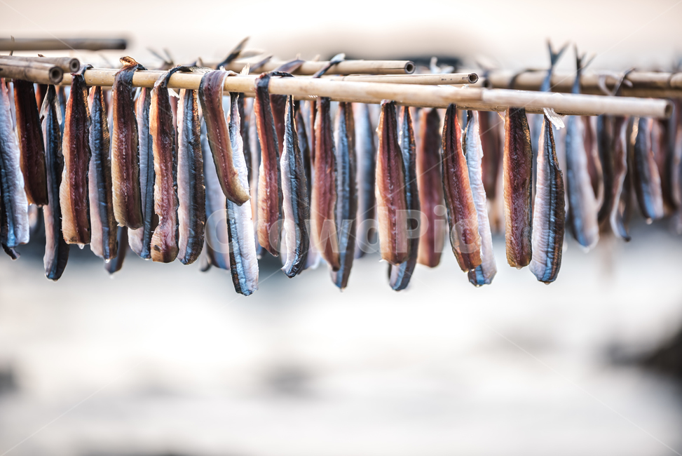 tide,seafood,Drink snacks,Pohang,Specialties,Guryongpo,snack,winter,sea breeze,Geojo,sea,food,Pacific saury,morning,East Sea,Coast,Beach,ocean,cooking,fresh,Gwamegi