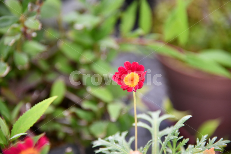 꽃,자연,식물,야생화,nature,flower,감성,feeling,배경,백그라운드,식물,자연,plants,nature,꽃,flower