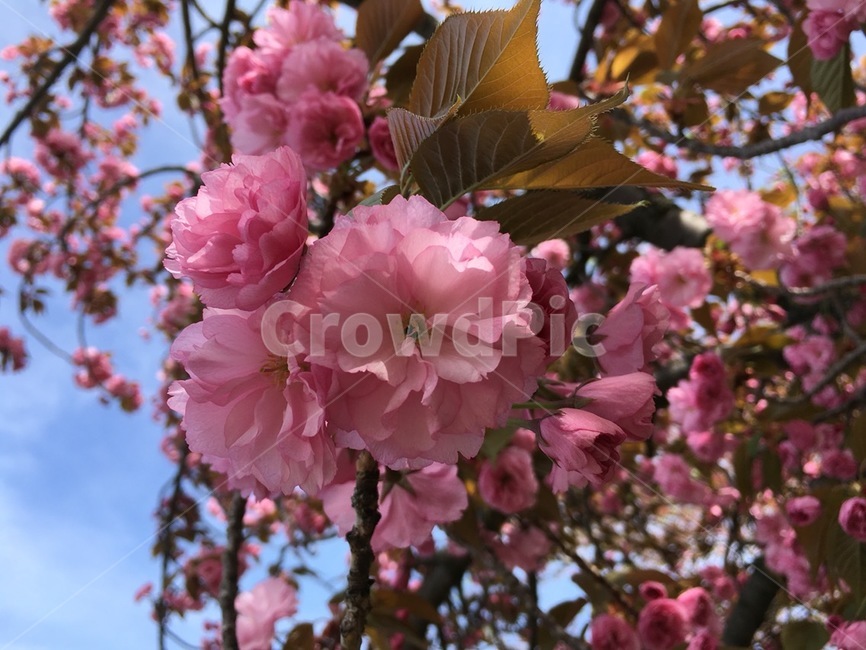 식물,꽃,봄,벚꽃,flower