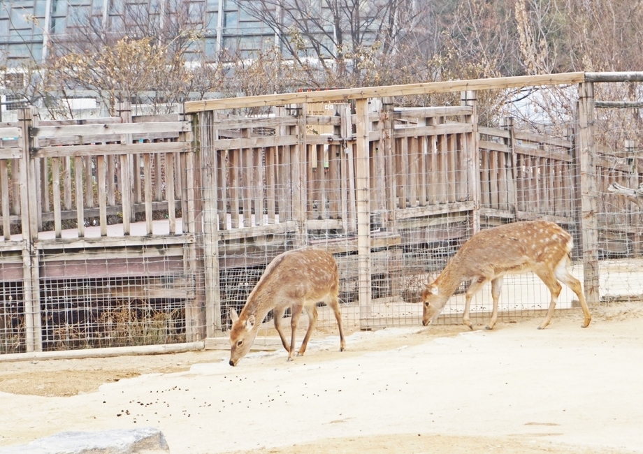 동물,초식,포유류,사슴,animal,grazing,nature,동물보호,동물원,park,animalpark,동물,animal,포유류,mammal