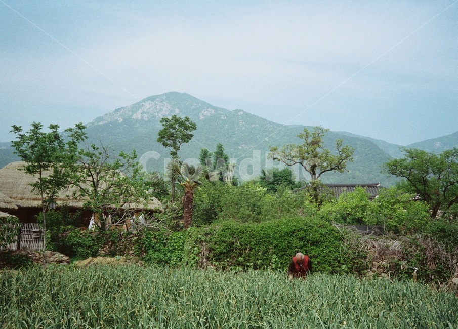 자연,계절,landscape,nature,season,풀,film,필름사진,peaceful,평화,산,녹음,봄,자연,풍경,nature,landscape,한국자연풍경,한국자연경관,korea nature landscape,시골,마을,country,rural,town,한국전통,한국문화,korean traditional,korean culture,outdoors,옥외
