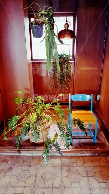plant,식물,의자,chair,조명,카페,바닥,floor,나무,공간,cafe,분위기,인테리어,플랜트월,식물,자연,plants,nature,인테리어,실내디자인,interior design