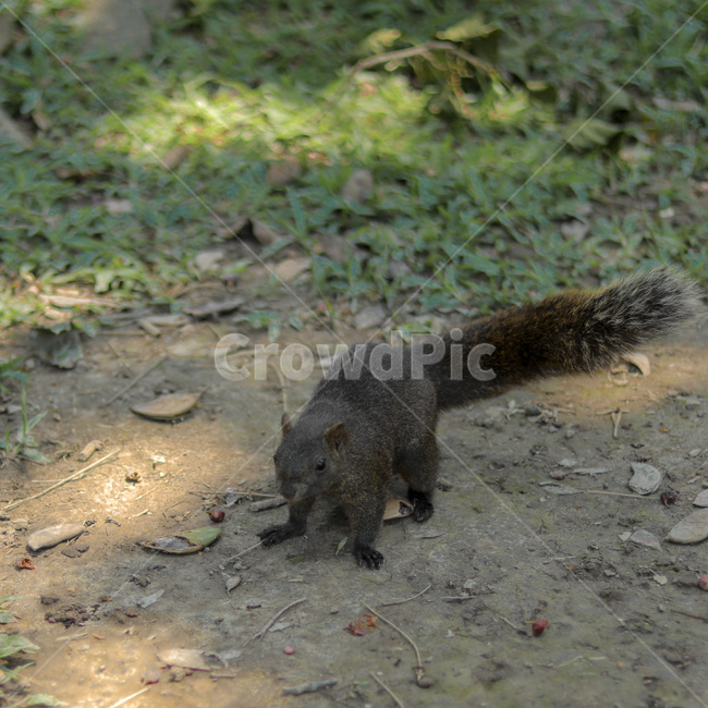 청설모,동물,animal,squirrel,야생동물,동물,animal,포유류,mammal