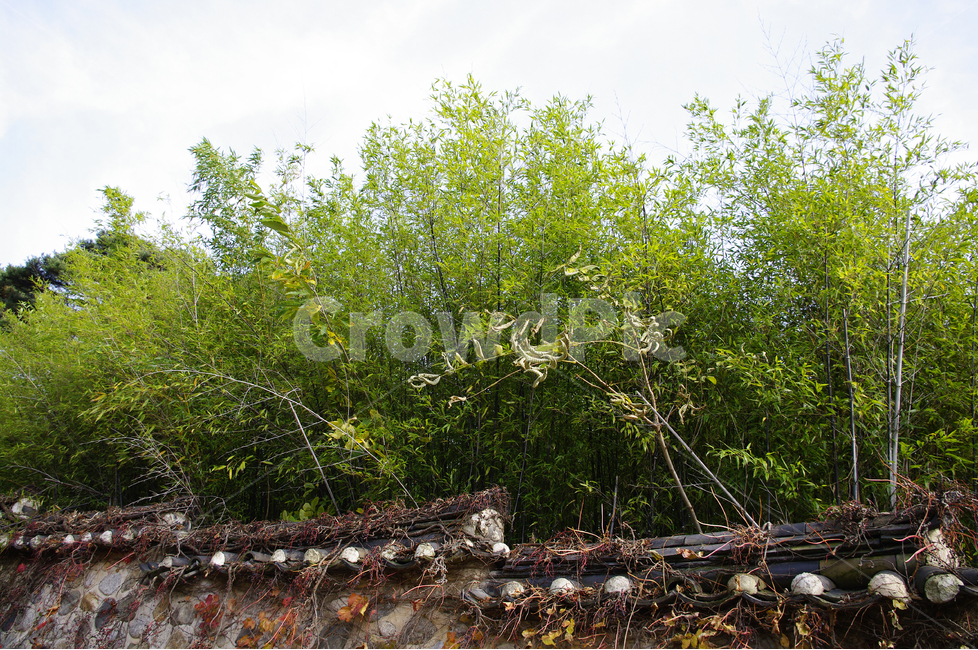 돌담,담장,담,대나무,하늘,전통,고택,한국,오죽헌,자연,풍경,nature,landscape,한국자연풍경,한국자연경관,korea nature landscape,한국전통,한국문화,korean traditional,korean culture