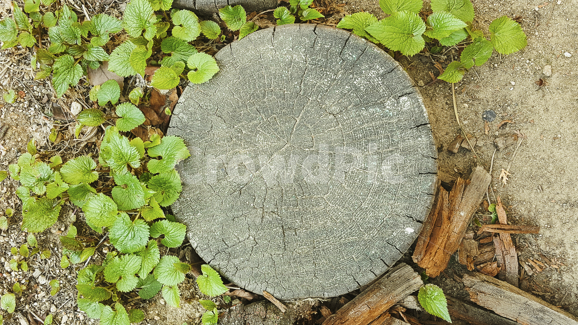 그루터기,잡초,식물,풀,나이테,통나무,탑뷰,고목,나무,숲,자연,plants,wood,tree,nature,식물,자연,plants,nature,나무,trees,wood