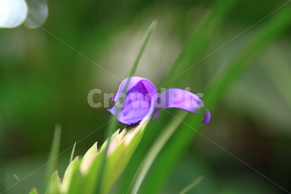 plant,식물,flower,엷은황갈색,flax,꽃,blossom,화분,식물,자연,plants,nature,꽃,flower