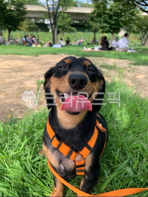 smiling puppy,dachshund,happy,smiling animal,happy puppy,smiling dog,happy animals,puppy,happiness,animal,dog,laugh