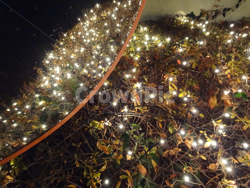 성탄절,크리스마스,크리스마스트리,크리스마스장식,christmas,반영,reflection,decorations,tree,야경,밤,풍경,nightscape,night,landscape,나무,plant,식물,ornament,장식,christmas tree,크리스마스 트리,light,빛