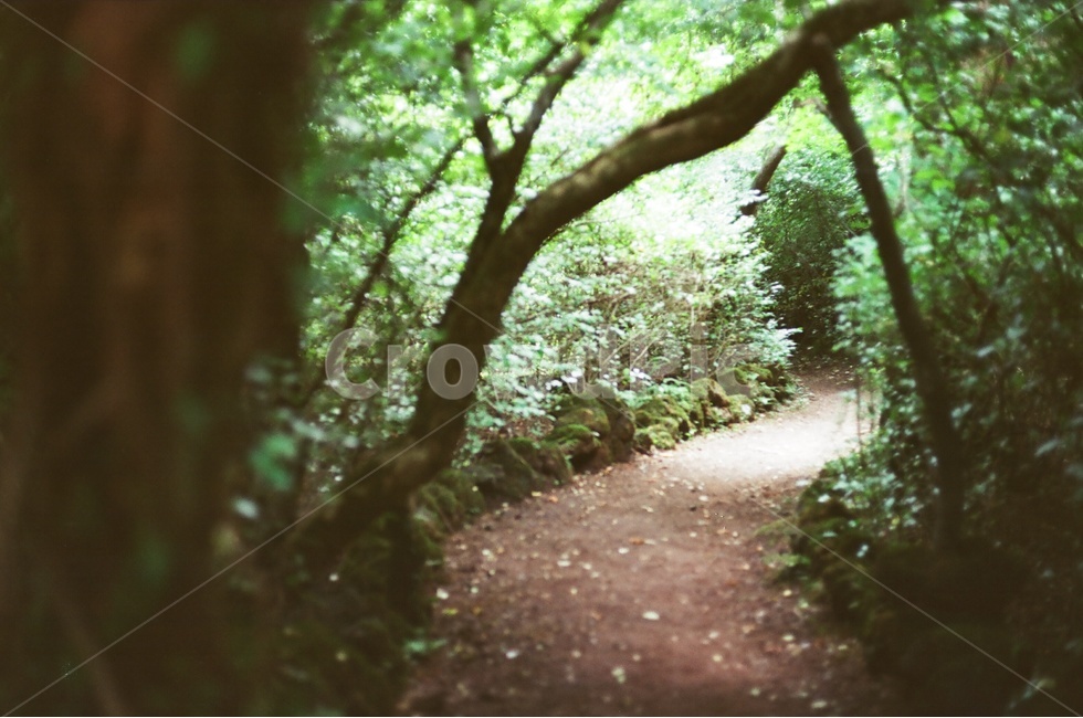 필름,숲,숲속길,숲터널,제주,자연,풍경,nature,landscape,outdoors,옥외,garden,정원,arbour,정자,path,통로