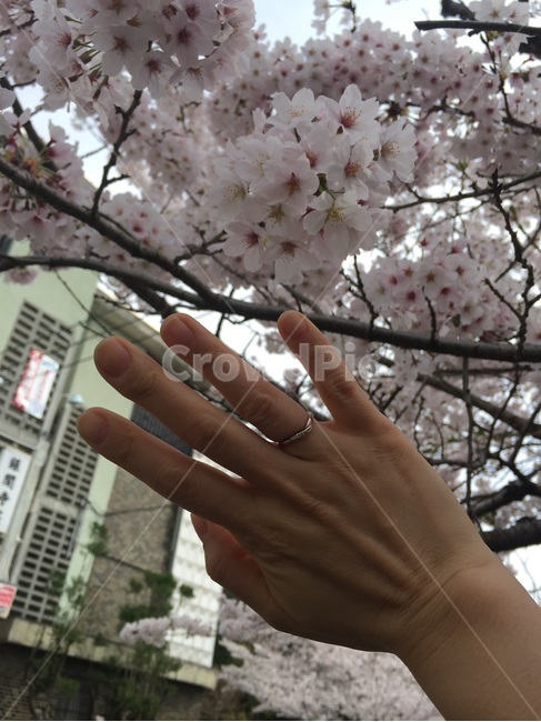 일본,사쿠라,벛꽃,桜、さくら,파란배경,봄,꽃과반지