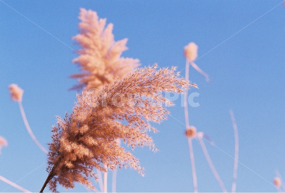 하늘,갈대,필름사진,감성사진,필름감성,가을,계절,fall,autumn,season,식물,자연,plants,nature,감성,sensible,feeling,색깔,색상,색채,색감,color sense,color sensitivity,feeling of color,grass,잔디,plant,lawn,reed
