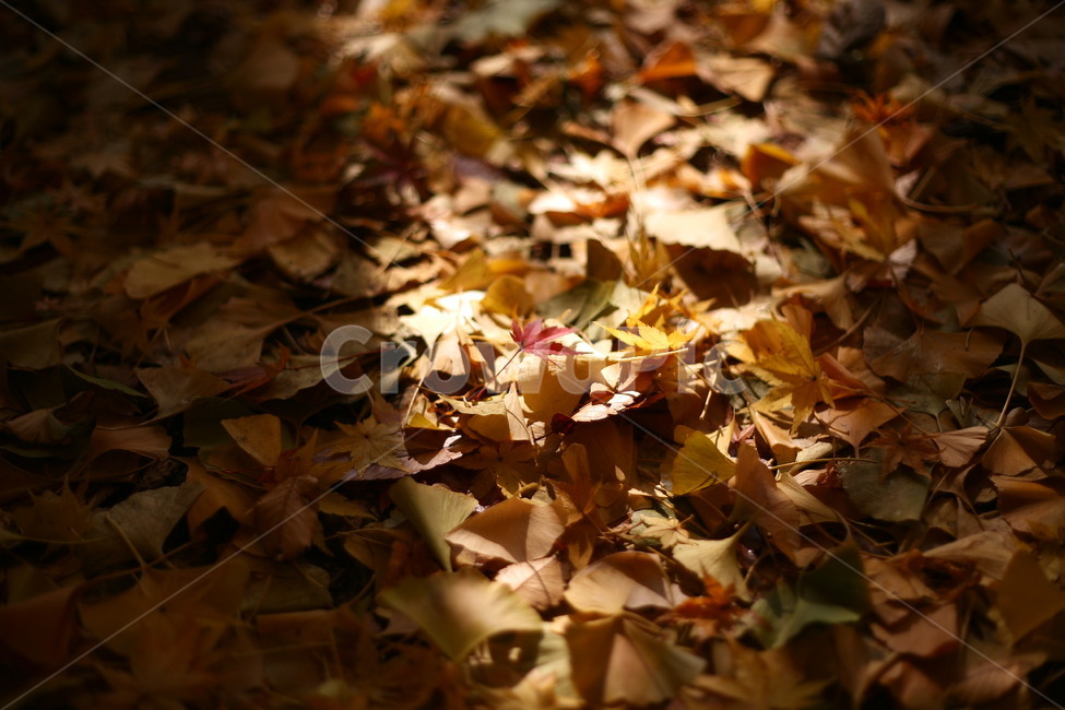 tree,나무,plant,식물,나무줄기,공원,자연,단풍,가을,계절,fall,autumn,season,자연,풍경,nature,landscape