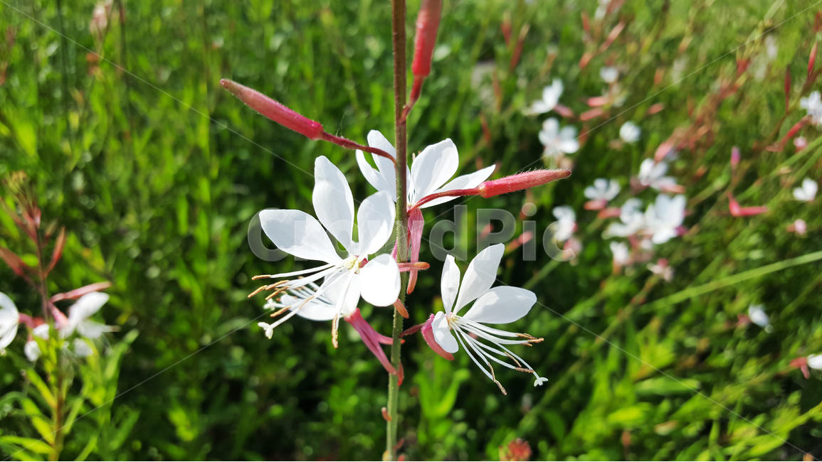 바늘꽃,꽃,자연,힐링,초록,식물,자연,plants,nature,꽃,flower