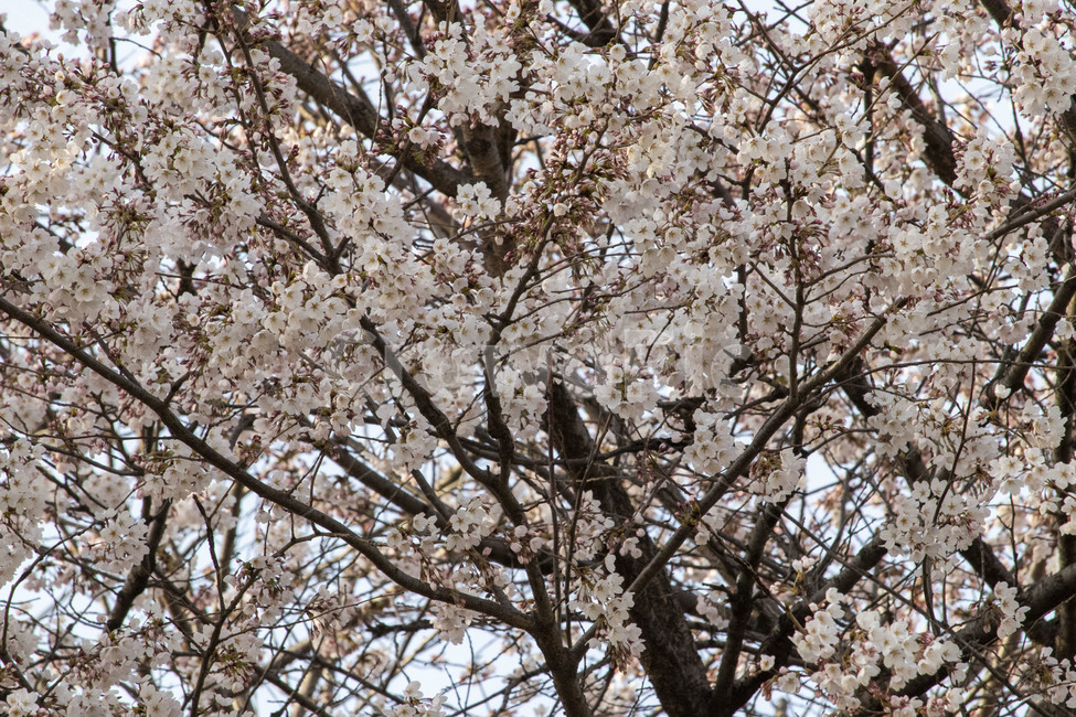 벛꽃,blossom,식물,꽃,flower