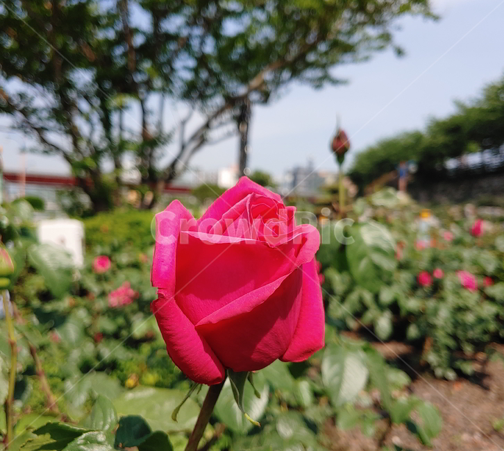 장미,봄꽃,식물,빨간장미,꽃,식물,자연,plants,nature,꽃,flower
