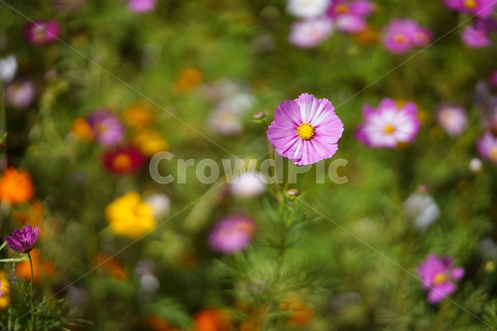 코스모스,가을,가을하늘,역광,가을꽃,가을,계절,fall,autumn,season,식물,자연,plants,nature,꽃,flower,geranium,제라늄,blossom,plant