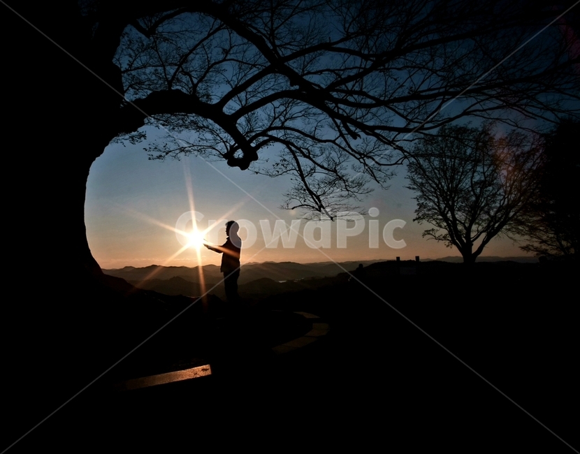 나무,실루엣,태양빛,태양,빛갈라짐,사랑나무,역광,역광사진