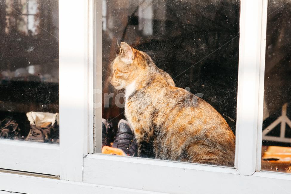 cat,고양이,길고양이,냥이,냥,길냥이,창문,동물,동물,animal,포유류,mammal,고양이,cat,kitten,kitty