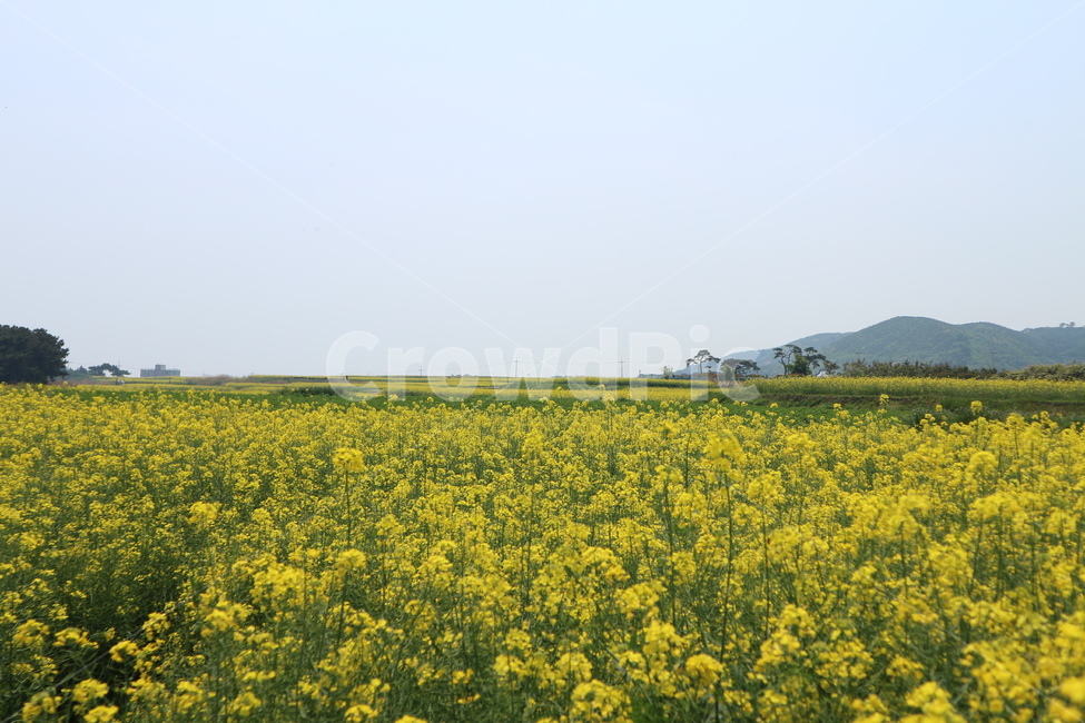 field,들,grassland,목초지,자연,nature,옥외,outdoors,노랑,호미곶,유채꽃,식물,자연,plants,nature,꽃,flower