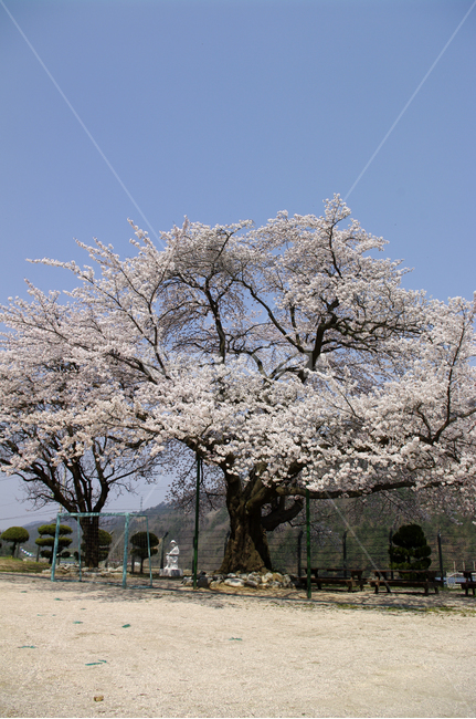 벚꽃,봄,flower,plant,식물,봄,계절,spring,season,자연,풍경,nature,landscape,꽃,blossom