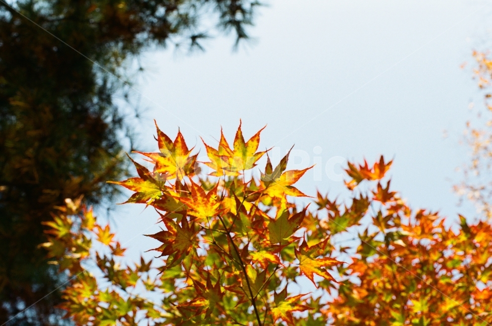 필름카메라,필름사진,가을,단풍,출사,가을,계절,fall,autumn,season,식물,자연,plants,nature,leaf,잎,plant,tree,나무