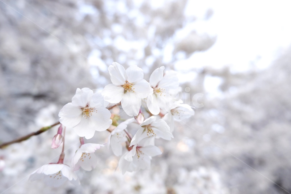 식물,꽃,벚꽃,봄,봄꽃,plant,flower,blossom,cherryblossom,cherryblossom