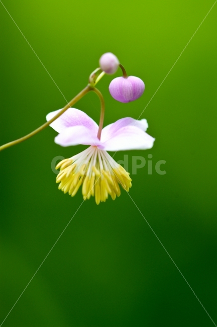 식물,색감,감성,꽃,녹색,식물,자연,plants,nature,꽃,flower