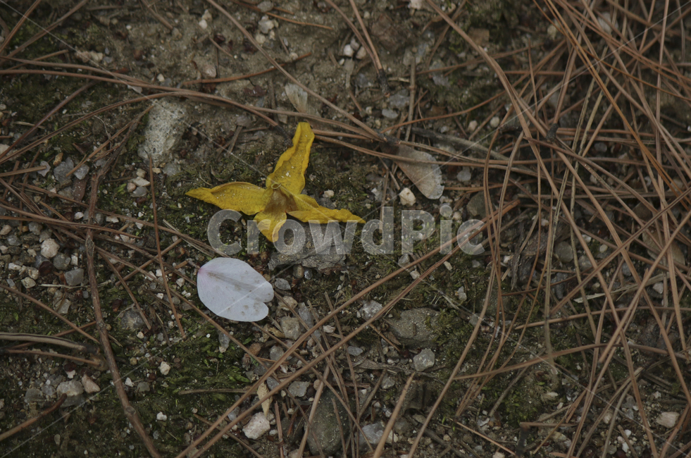 plant,식물,leaf,잎,spring,봄,yellow,노란,flower,blossom,꽃,yellowflower,노란꽃,ground,바닥